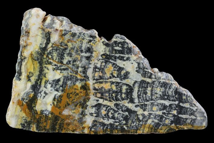 Proterozoic Age Columnar Stromatolite (Asperia) Slab - Australia #96257
